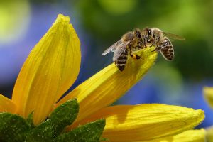 Un muro vegetal con abejas es beneficioso